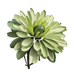  Vibrant Green Chrysanthemum