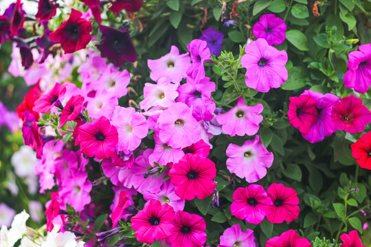 Beautiful pink and purple flowers blooming with sunshine looking beautiful relaxing and happy.