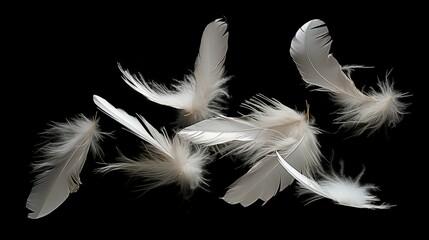 White feathers on a black background.