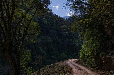 Camino En El Bosque