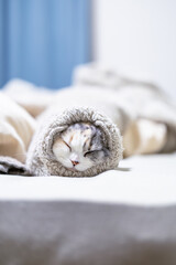 服の袖に入り込んで眠るスコティッシュフォールドの子猫