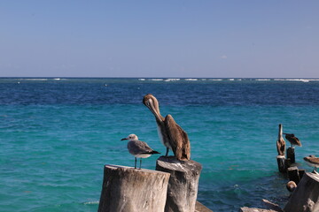 Fototapeta na wymiar pelican on the pier