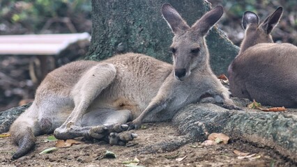 Port Douglas, Queensland, Australia