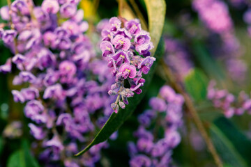 Fiore lilla con rugiada