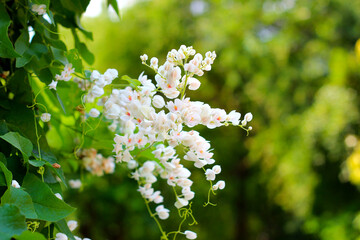 Confederate Vine, Coral vine white flower