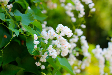 Confederate Vine, Coral vine white flower