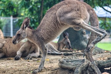 Port Douglas, Queensland, Australia