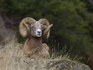 Rocky Mountain Bighorn Sheep - a ram with full curl horns rests on a grassy knoll with a mature evergreen forest in the background