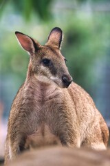 Port Douglas, Queensland, Australia