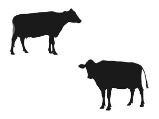 cow silhouettes set. Black silhouette cow isolated. silhouettes icon can be used for web and mobile. Hand drawn vector illustration. black silhouette vector illustration isolated on white background.