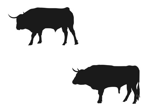 Bull silhouettes icon set. silhouettes of standing in different poses and butting up bulls. Hand drawn vector illustration. black silhouette vector illustration isolated on white background.