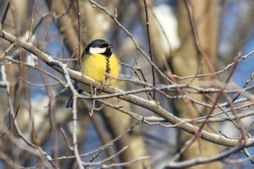 A great tit sits on a tree branch in a winter park.