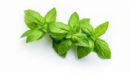 Basil leaves isolated in white. Banner with flying basil leaves. Ingredient, spice for cooking. Food levitation concept. Green basil leaves collection top view space for advertising and text