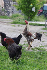 Chickens foraging on a farmyard, showcasing organic poultry farming. Organic eggs.