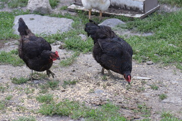 Chickens foraging on a farmyard, showcasing organic poultry farming. Organic eggs.