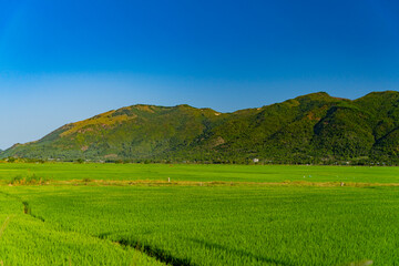 Obraz premium A rice field in Vietnam. The surroundings of Nha Trang city in Vietnam. Cultivation of cereal crops.