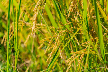 A rice field in Vietnam.
The surroundings of Nha Trang city in Vietnam. Cultivation of cereal crops.