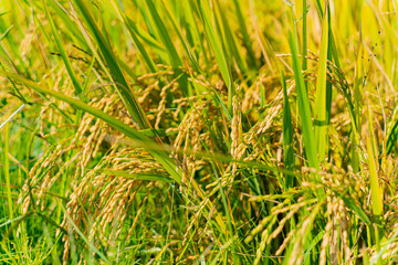 A rice field in Vietnam.
The surroundings of Nha Trang city in Vietnam. Cultivation of cereal crops.