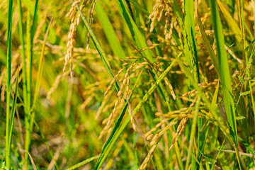 A rice field in Vietnam.
The surroundings of Nha Trang city in Vietnam. Cultivation of cereal crops.