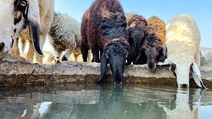 Sheep drinking water on sunny day in the field