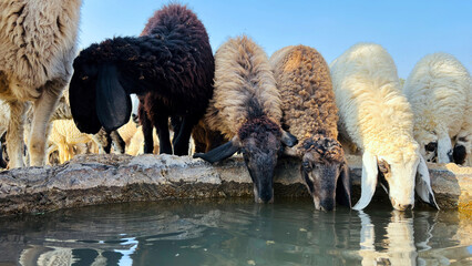Sheep drinking water on sunny day in the field