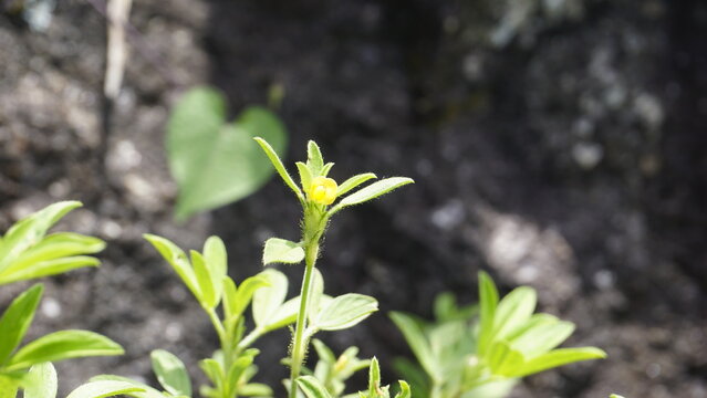 small yellow flower of Stylosanthes viscosa also known as Poormans friend, Viscid pencil