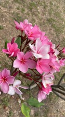 The Frangipani ,Temple Tree  pink and white flowers