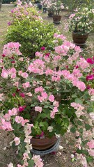 pink Bougainvillea flowers in a garden