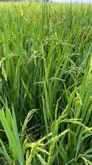 Paddy green rice field before harvest background.