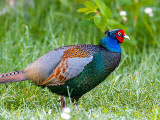 キジの雄のクローズアップ写真、野鳥
