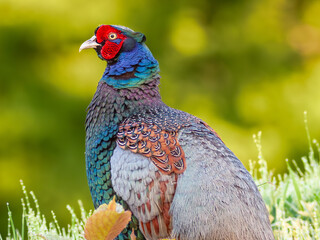 キジの雄のクローズアップ写真、野鳥