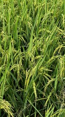 Paddy green rice field before harvest background.