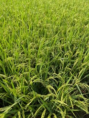 green rice field