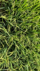 Paddy green rice field before harvest background.