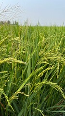 Paddy green rice field before harvest background.
