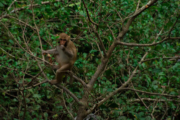  macaque sitting on the tree and eating