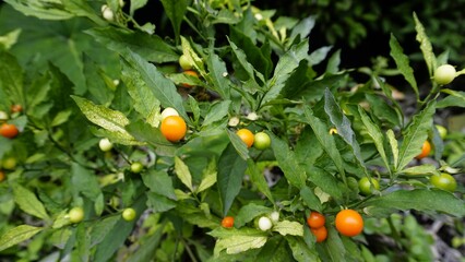 Solanum pseudocapsicum species is mildly poisonous fruit known as the Jerusalem cherry, Madeira winter cherry