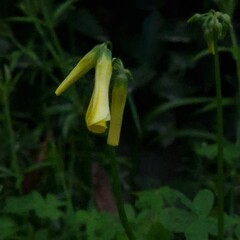 flower in the garden