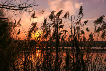 Winter or autumn landscape at the edge of a lake. Silhouette of pampas grass and a leafless tree in...