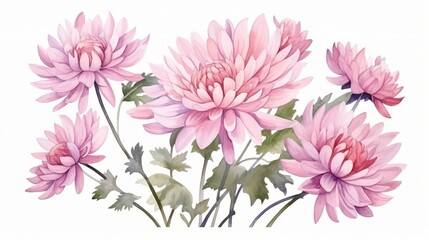 The hand drawn watercolor of pink chrysanthemum flowers