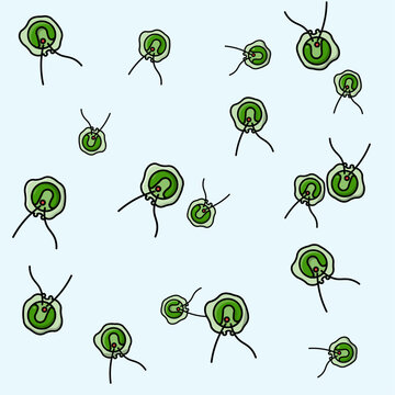 Chlamydomonas: Single-celled green algae, often found in freshwater and soil. Used as a model organism in biology research due to its simplicity.
