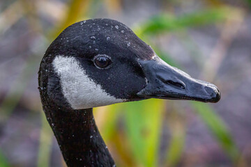 A very close portrait of the head of a canada goose. There are water droplets on the top of the head and detail in the beak