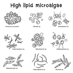 Microalgae with high amount of lipid content, ranging from 20-75%, belong to Botryococcus braunii, Chlorella, Schizochytium, Scenedesmus etc. These microalgae can be used as feedstock for biofuels.