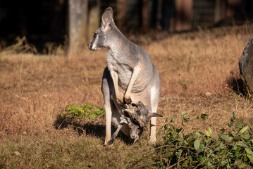 二頭育児をするカンガルーの母親