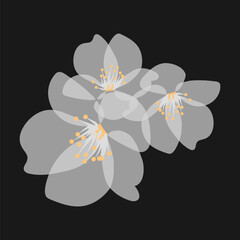 Cherry blossoms on a black background. Vector illustration