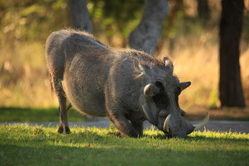 one grazing warthog on a meadow in Etosha
