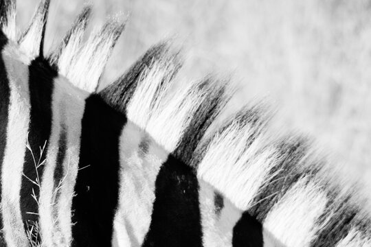 black and white picture of the mane of a zebra