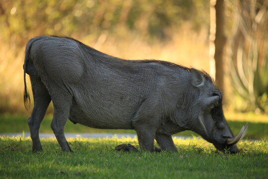 one grazing warthog on a meadow in Etosha