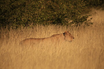 a lioness on patrol in dry grass of Etosha NP, Namibia - obrazy, fototapety, plakaty