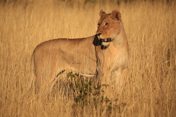 a lioness on patrol in dry grass of Etosha NP, Namibia